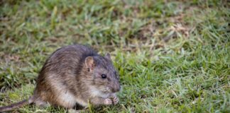 Take precautions to keep rats away ahead of rodent season rat