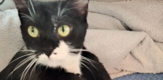 RSPCA issues warning to owners after suspected cat poisonings in Kidwelly unnamed