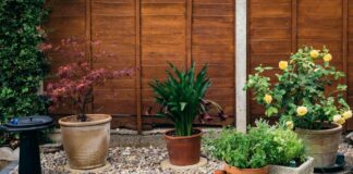 Is it time to bring your garden plants inside? 1114ab1c 3d8c 4f87 9891 dd563d82107b 50