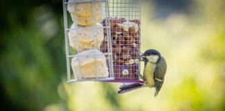 Brits urged to help birds this autumn 16dbaf90 e6a8 431d b26c 62d2370c3378