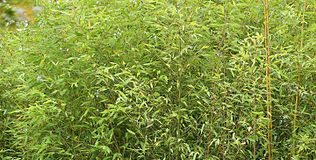 Gardener says give bamboo a chance 316px Bamboo in Japanese Tea Garden San Francisco TK