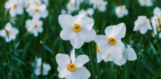 Spring into action with British Garden Centres by planting your bulbs now! 7d3b7c049f9a4c8d86eacac2f4f9eb8f