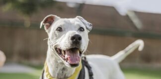 Dogs Trust is calling on owners in Wales to go “Bark to School” to learn dog body language Casper the Staffie Cross during a training session Dogs Trust scaled