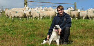 Joint venture solves retirement dilemma at Powys upland farm Dewi Jones with Cheviots