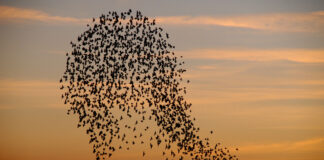 The Magic of Autumn Nature RS28296 WWT 150204 1246 scaled