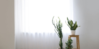 Houseplants that prevent condensation and mould Screenshot 2024 09 23 9.19.07 AM