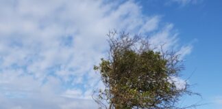 Bannister Trust’s final year of funding to the Pembrokeshire Coast Charitable Trust marks a milestone in woodland con Small Carew