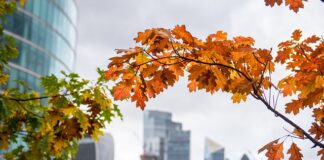 Revealed: The Most Unforgettable Autumn City Escapes Around the World autumn 7460414 640