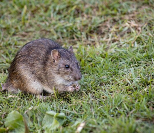 Take precautions to keep rats away ahead of rodent season c86f2f0b 6510 48f6 b229 a268612d09fa