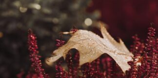 Bring Autumn’s golden touch to your container garden with British Garden Centres cc73c5f750174c63b7ab5b3d4db91c88