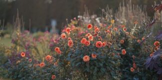 Brits urged to secure their gardens ahead of dark nights dahlias 8348462 640