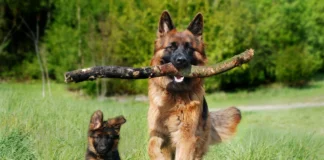 Six Animal Documentaries To Watch dog