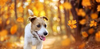 Autumn warning: Experts caution pet owners to stay clear of these toxic hidden dangers! image001 1 1