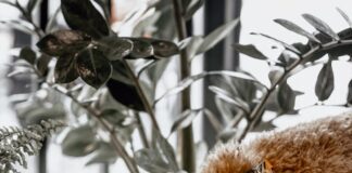 Could Your Dog’s Diet Be Secretly Adding Pounds? These Everyday Foods Could Be Making Your Dog Overweight pexels burak evlivan 159589296 10996400