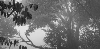 Expert reveals the maintenance checks you need to do before driving in the rain pexels lucaspezeta 2398297