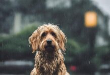 Vet’s warning with wet weather on the way rain 8590529 640