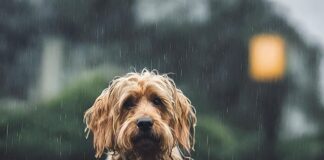 Vet’s warning with wet weather on the way rain 8590529 640