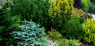 Rediscovering conifers with British Garden Centres this autumn shutterstock 2198140979 scaled