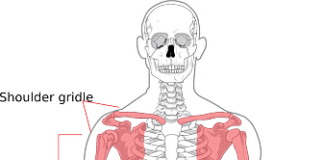 LEADING OSTEOPOROSIS BACKS DECISION BY NICE TO RECOMMEND NEW DRUG TO TREAT CONDITION skeleton 41513 640