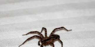 Keep spiders out of your home spider 996537 640