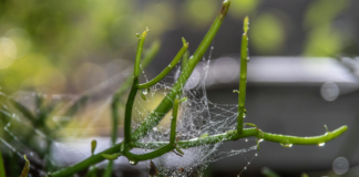 How to spider-proof your garden this autumn 329e7317 e7e3 4dbb 979e 7761c4bce461