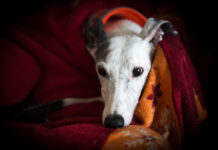 Fireworks season sees 81% increase in dogs going missing Caring for your dog during fireworks. Credit Daniela Skalla and The Kennel Club