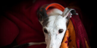 Fireworks season sees 81% increase in dogs going missing Caring for your dog during fireworks. Credit Daniela Skalla and The Kennel Club