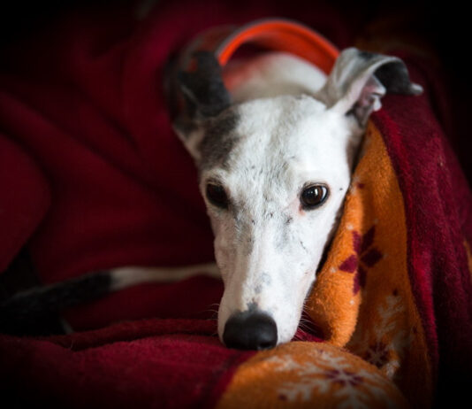 Fireworks season sees 81% increase in dogs going missing Caring for your dog during fireworks. Credit Daniela Skalla and The Kennel Club