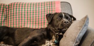 Dog Exercise Scheme Refused Dogs Trust advises owners to plan ahead when it comes to fireworks