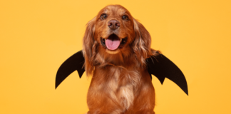 How to keep your dog safe this Halloween fc8a195296c560bb4ed25e820e08169e91f1ea3a