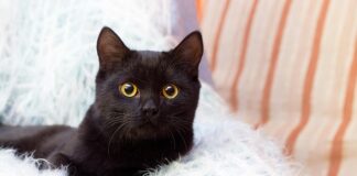The truth behind black cat myths: Why they’re the perfect pets image001 2
