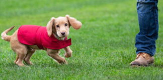 Three animal welfare laws included as MPs ‘grasp the nettle’ in backbench push unnamed 4