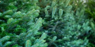British Garden Centres’ expert tips for choosing and decorating your Christmas tree 6180d783d22445d8b99b41352beb7fb5