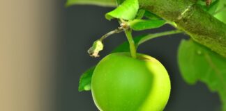 Small but mighty: The best trees for your garden for National Tree Week BGC Apple Tree scaled