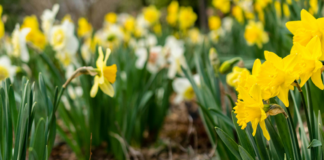 Planting bulbs for spring? These ones may be toxic for your dog d576ef55 2a9e 43ea b2d5 c0d3c3bbe0cd