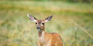 Deer Park Disability-Friendly Lodges Are Back deer