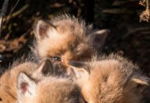 New figures reveal the scale of fox cub hunting by Welsh hunts