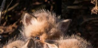 New figures reveal the scale of fox cub hunting by Welsh hunts pexels kathrin fischer 1815091 26932434