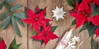 Holy Night Flowers keep the Christmas Spirit blooming 2024 Poinsettia 04000 Cosy Cottage Charm 24 1