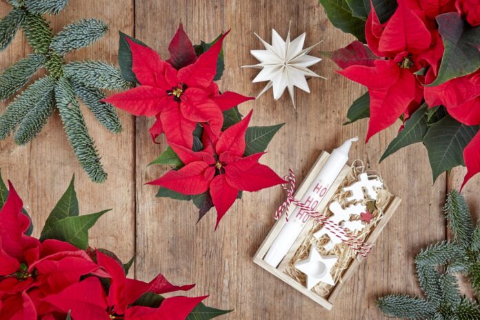 2024 Poinsettia 04000 Cosy Cottage Charm 24 1