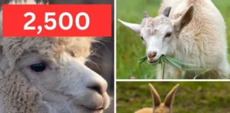 Farm Barn âLast Chance Saloonâ 2500 petition