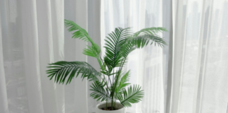 How houseplants can help dry winter skin 7345d188 1729 42e4 b12b 1e6029b3fc2d