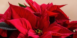British Garden Centres’ top ten houseplants for Christmas BGC Poinsettia scaled