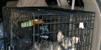 Animal Behaviour Experts Explain How to Prepare Your Furry Friend for A Long Car Journey This Christmas DogCarCrate wb