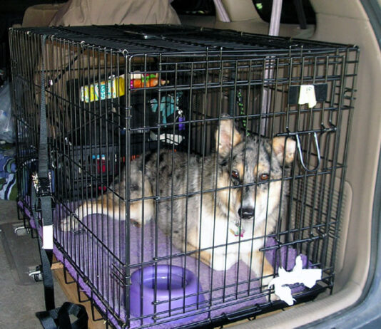 Animal Behaviour Experts Explain How to Prepare Your Furry Friend for A Long Car Journey This Christmas DogCarCrate wb