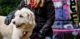 Dogs Trust expands its mission to support homelessness services across Wales this festive season Dogs Trust Christmas Parcel Photo 1