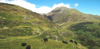 Hill Farming Event 2025 Launch d039189c 044a 1365 c163 fd13a71e8b2e scaled