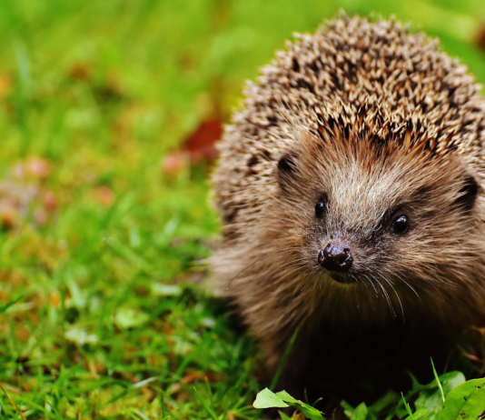How to help hibernating wildlife hedgehog