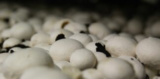 Unlock the Secrets to Lowering Blood Pressure, Growing Oyster Mushrooms, and Boosting Your Immune System! mushrooms 1104147 1280