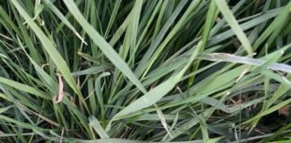 ‘Great news for wildlife’ as Senedd votes to ban single-use vapes unnamed 3